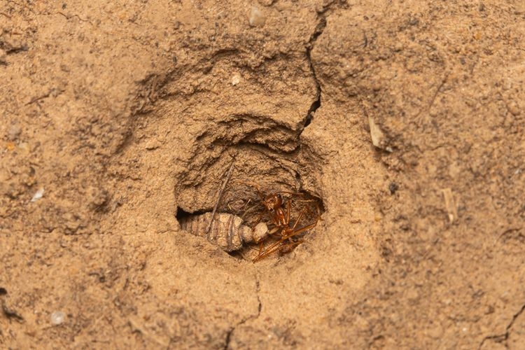 5f990b0ab102f.jpg