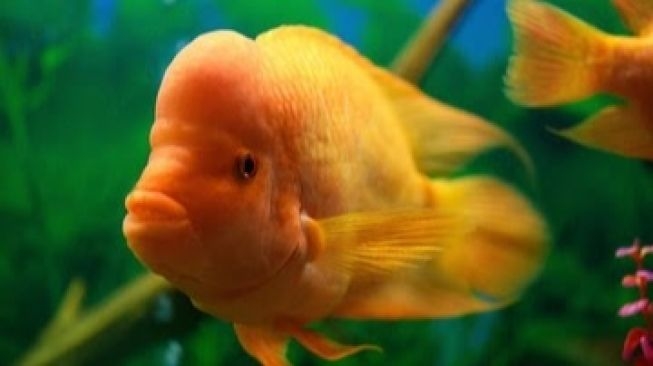 70098-ilustrasi-ikan-red-devil-istockphotoborislav.jpg