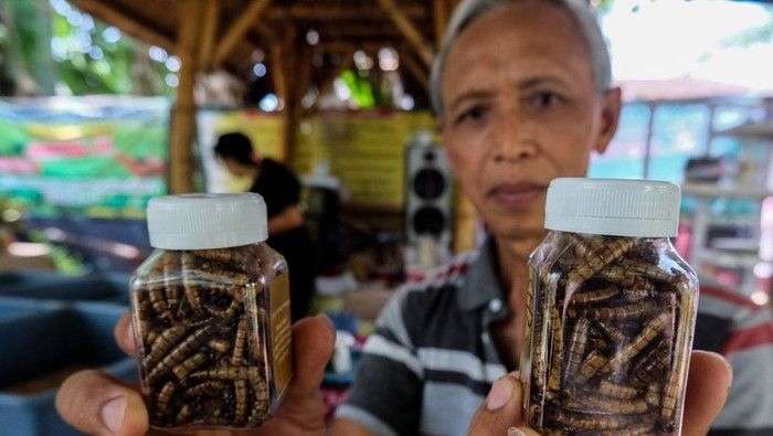 budidaya-ulat-jerman-di-solo_169.jpeg