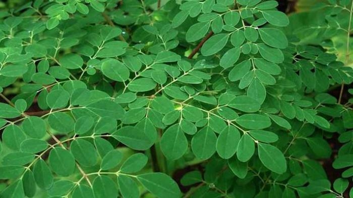 daun-kelor_20150413_010648.jpg