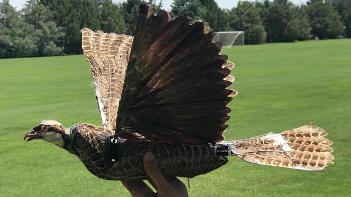 drone-burung-mati_169.jpeg