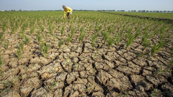 el-nino-waduk-di-indramayu-mengering-2_169.jpeg