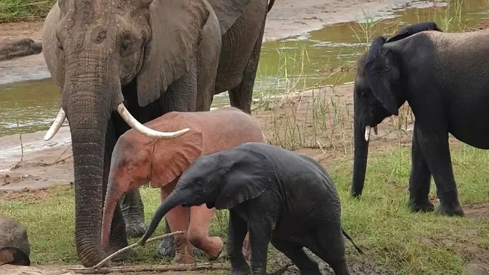 gajah-albino_169.webp