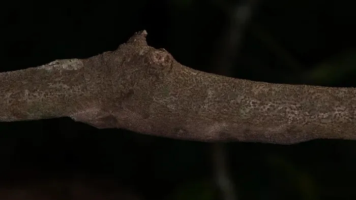 gecko-1_169.webp