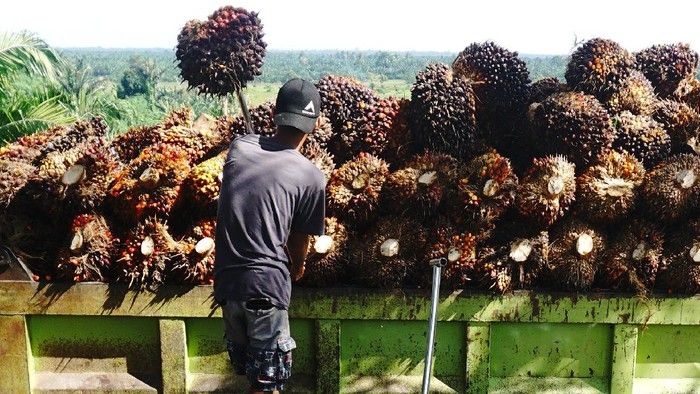 harga-tbs-kelapa-sawit-naik-2_169.jpeg