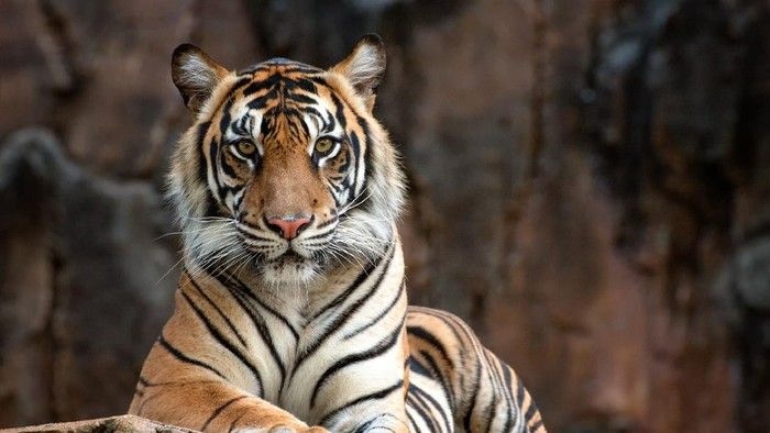 ilustrasi-harimau_169.jpeg