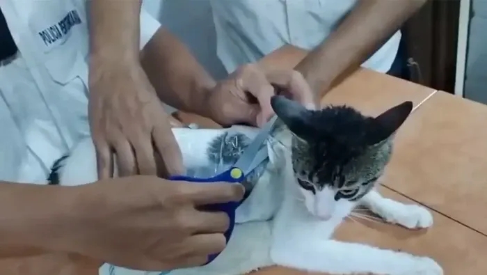 kucing-1747804294830_169.webp