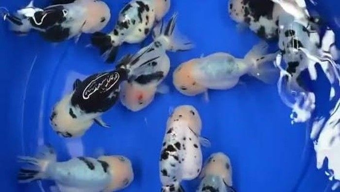 ranchu-sapi_169.jpeg
