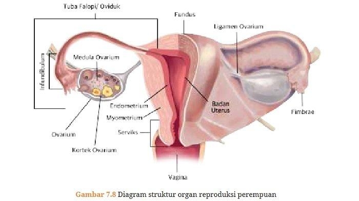 struktur-dan-fungsi-organ-reproduksi-perempuan.jpg
