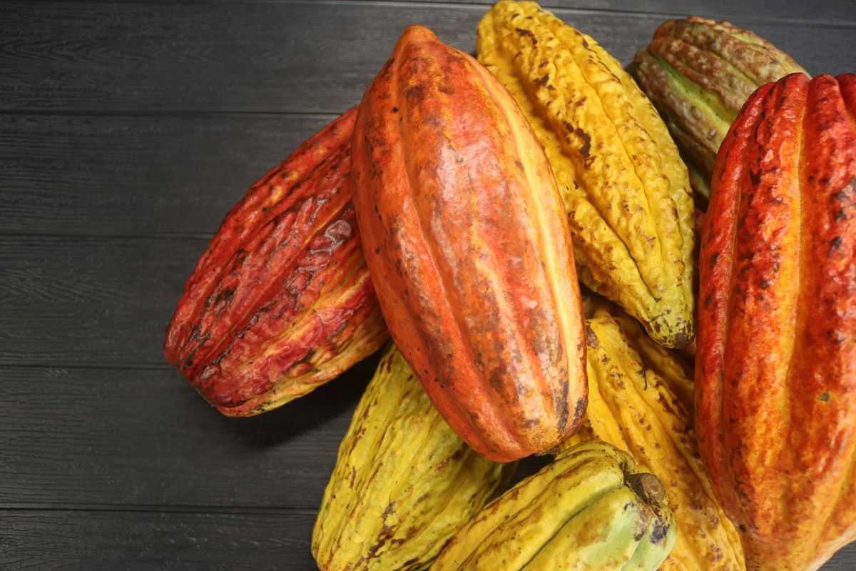 Tantangan Perubahan Iklim Terhadap Sektor Pertanian: Curah Hujan Berlebihan Menjadi Ancaman Baru Bagi Produktivitas Tanaman Kakao dan Industri Cokelat Global