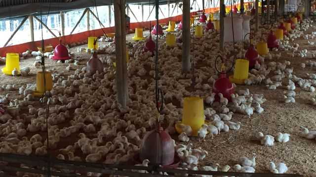 Harga Ayam Hidup Anjlok, Peternak Broiler Mengaku Rugi Hingga Ratusan Juta Rupiah