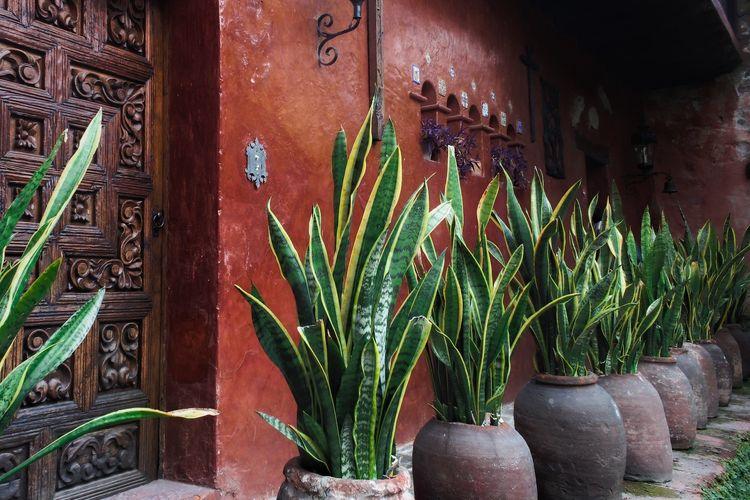 Menurut Fengsui, Jangan Tempatkan Tanaman Lidah Mertua di 3 Lokasi Ini