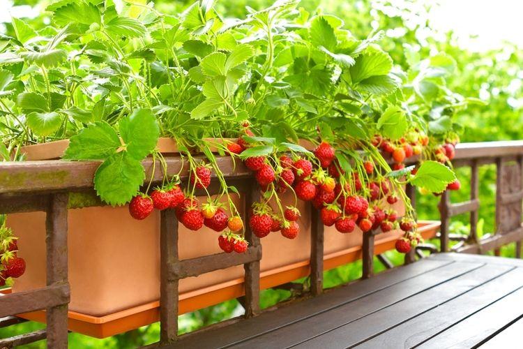 Manfaat Ampas Kopi untuk Tanaman Strawberry dan Cara Menggunakannya