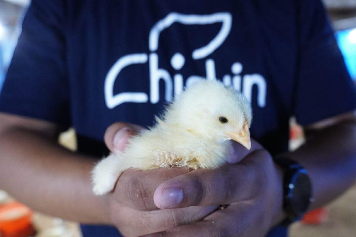 Peternak Ayam di Jakarta Menghadapi Krisis Akibat Kenaikan Harga Pakan
