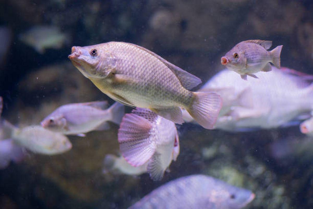 Bagaimana Ikan Minum di Lingkungan Air?