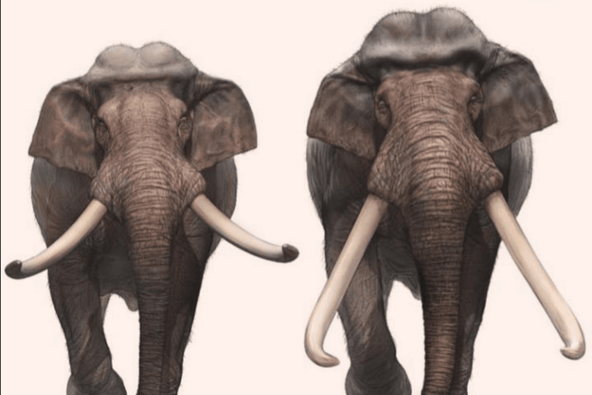 Here's how early Neanderthals hunted giant elephants