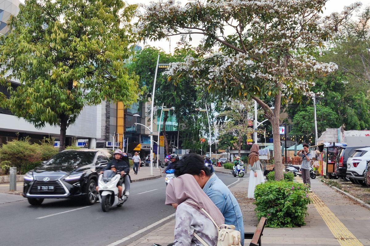 Bunga Tabebuya: Keindahan di Tengah Kemacetan Jakarta