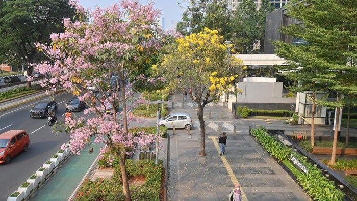 Bunga Tabebuya Menjadi Daya Tarik Baru di Jakarta