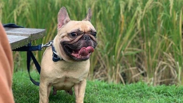 chloe-anjing-imut-yang-ditemukan-pemiliknya-mati-di-rumah-makan-kawasan-tangerang-dokumentasi-istimewa-via-doni-herdaru-animal-2_169.jpeg